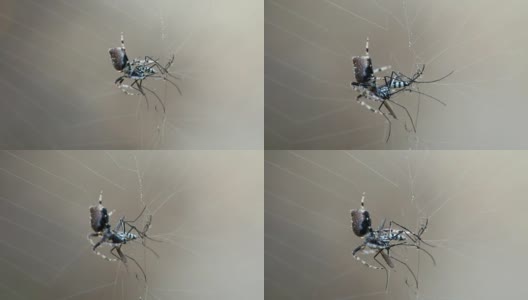 蜘蛛和猎物高清在线视频素材下载