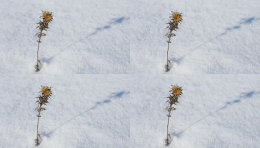 小而娇弱的蓟花，忍受着严冬的寒风上一层雪高清在线视频素材下载