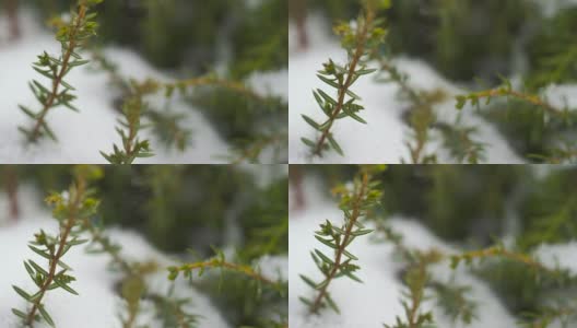 雪中的杜松高清在线视频素材下载