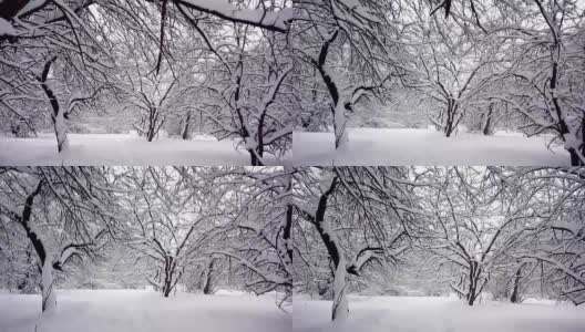 冬天的树枝上结着白霜，背景是白雪和白色的天空高清在线视频素材下载