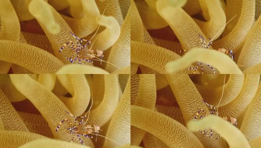 在库拉索岛附近潜水的加勒比海珊瑚礁海葵上的清洁虾的特写高清在线视频素材下载