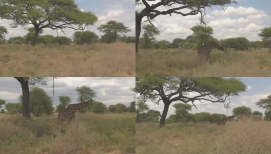 近距离观察:野生长颈鹿在炎热的草原树荫下吃草高清在线视频素材下载