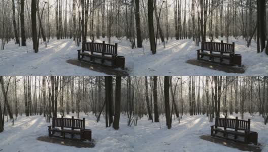 冬天的森林，被阳光照亮高清在线视频素材下载