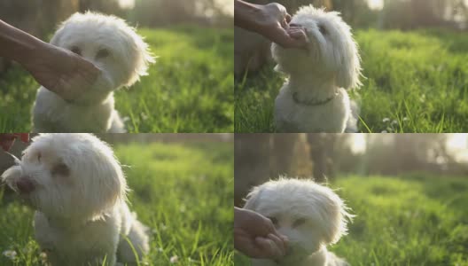 马耳他狗从一个小男孩的手里吃东西高清在线视频素材下载