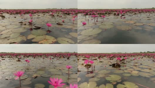 莲属植物花湖高清在线视频素材下载