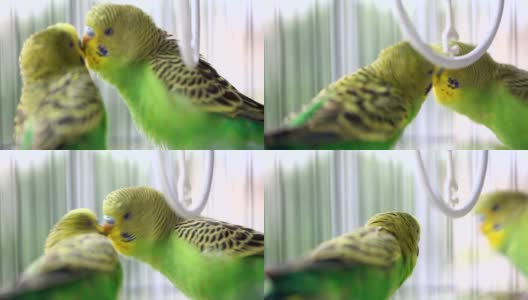 虎皮鹦鹉在鸟笼里接吻高清在线视频素材下载