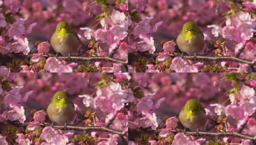 日本白眼和樱花高清在线视频素材下载