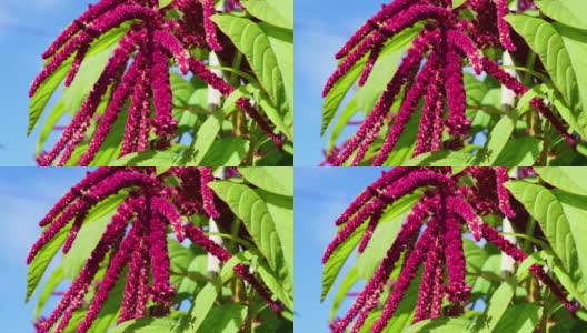 紫花药用和食用植物苋菜随风摇曳在一个阳光明媚的秋日，自然的背景高清在线视频素材下载