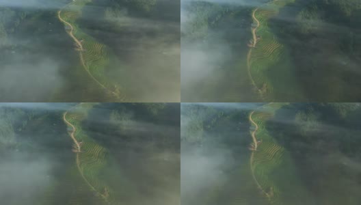 茶台与雾在早晨鸟瞰图移动拍摄右高清在线视频素材下载