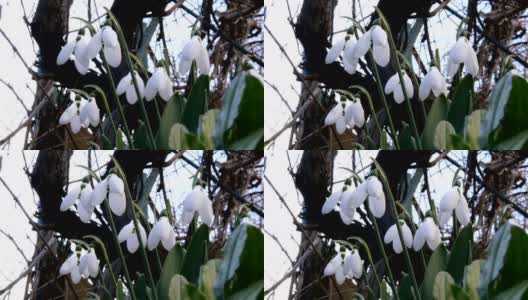 小白的春天花雪花莲或普通雪花莲(雪花莲)是春天的象征。高清在线视频素材下载
