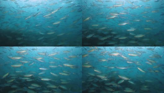 成群的小鱼游泳觅食高清在线视频素材下载