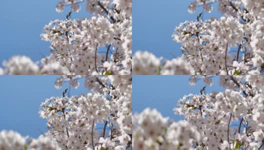 樱花。樱桃树的树枝。高清在线视频素材下载