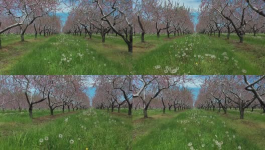 春季在加拿大安大略省尼亚加拉瀑布地区的农场和果园高清在线视频素材下载