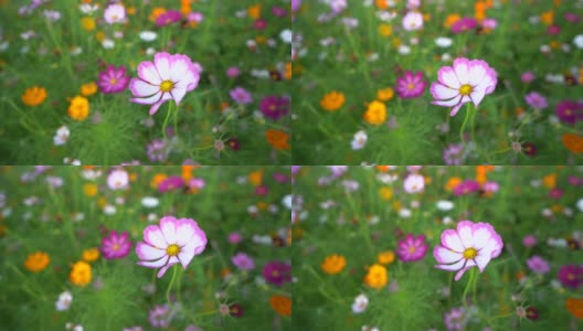 清晨的草原宇宙花，大自然花的概念高清在线视频素材下载
