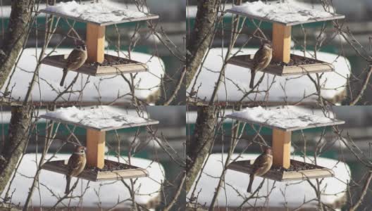 郊区，一只麻雀在喂食器里吃葵花籽。在寒冷的冬季喂养小型鸣禽高清在线视频素材下载