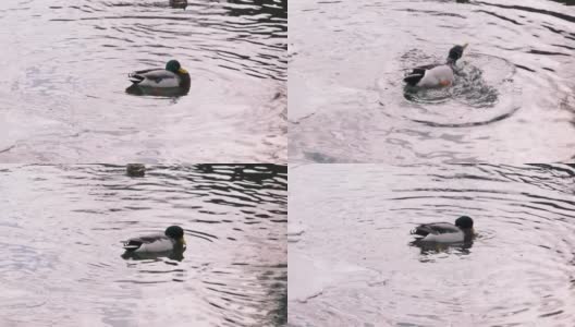 德雷克的特写。雄性绿头鸭潜入水中，用喙在池塘里清洗羽毛。他仰起头，用翅膀摩擦嘴部，用4k慢镜头在湖里游泳高清在线视频素材下载