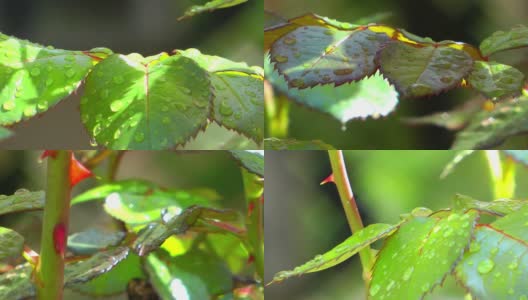 雨后的绿植高清在线视频素材下载