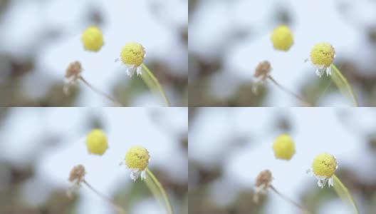 洋甘菊的花和叶高清在线视频素材下载