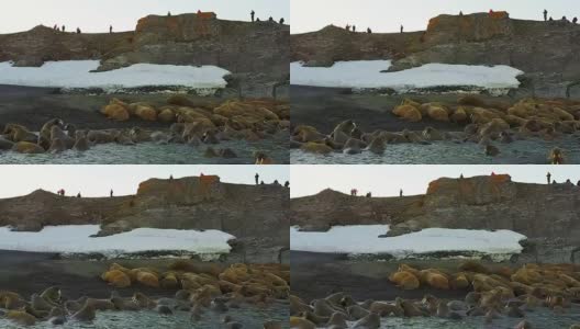 海象和环保人士在北冰洋海岸的直升机鸟瞰图。高清在线视频素材下载
