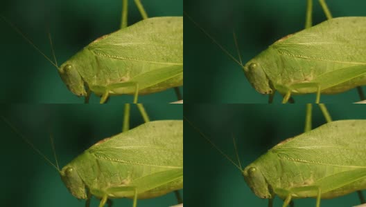 大蚱蜢侧(高清)高清在线视频素材下载