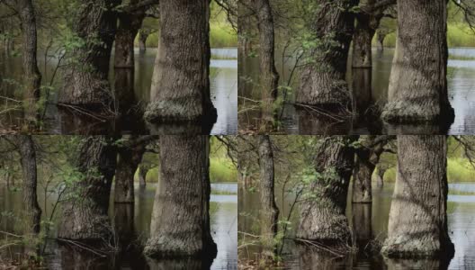 橡树浸泡在水中高清在线视频素材下载