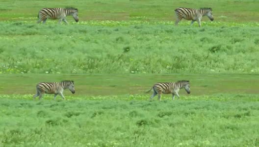 斑马在草原的草地上行走高清在线视频素材下载