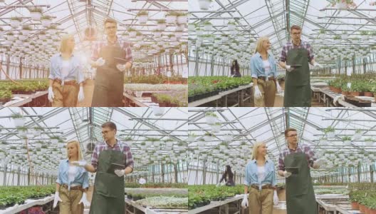 在阳光工业温室中，农业工程师和园丁用平板电脑检测花卉和分析数据。可见成排的稀有和商业上可行的植物。高清在线视频素材下载
