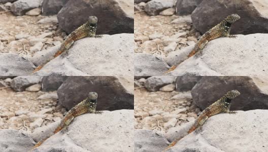 在加拉帕戈斯群岛的埃斯帕诺拉岛，胡德熔岩蜥蜴正在晒太阳高清在线视频素材下载