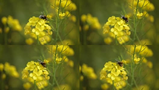 蜜蜂从芥菜花蜜中采集花蜜的慢动作。高清在线视频素材下载