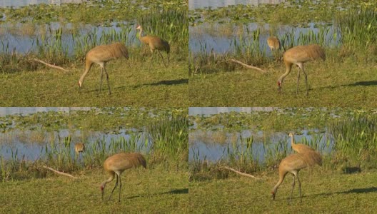 沙丘鹤在湖边觅食高清在线视频素材下载
