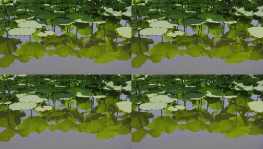 绿色的睡莲叶倒映在水中高清在线视频素材下载