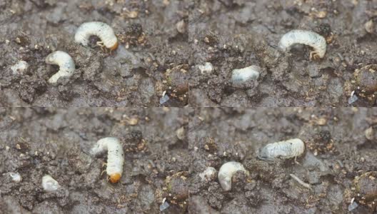 甲虫幼虫在土壤中挖洞高清在线视频素材下载