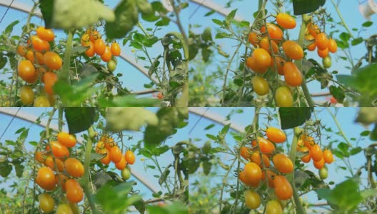 黄色的樱桃西红柿在灌木上生长高清在线视频素材下载