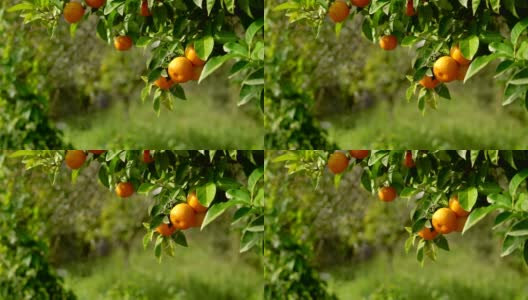 橙树高清在线视频素材下载