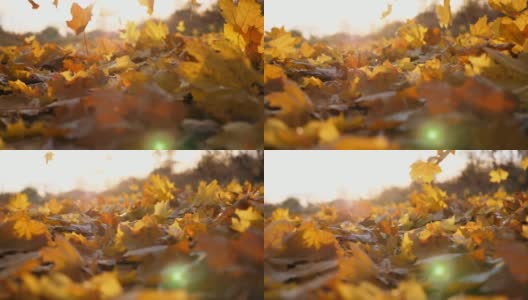 细看黄叶缓缓飘落。地上覆盖着干枯鲜艳的树叶。明亮的晚霞照亮了落叶。五彩缤纷的秋季。慢镜头摄影高清在线视频素材下载