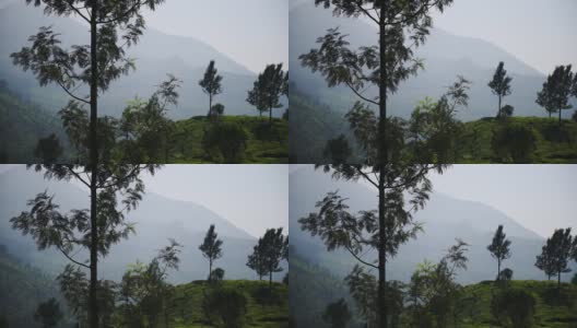 在一个雾蒙蒙的早晨，印度穆纳尔的山景树木和茶园高清在线视频素材下载