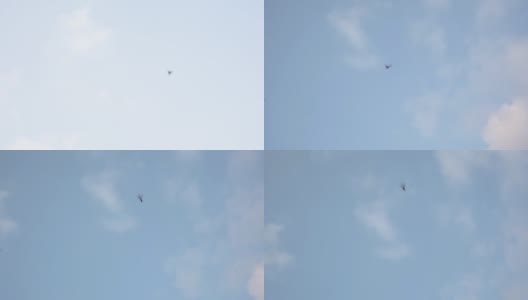 鸽子在蓝天上飞翔高清在线视频素材下载