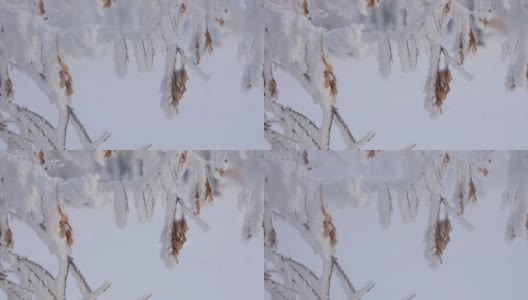 白雪覆盖的树枝特写。冬季自然景观的微距摄影。高清在线视频素材下载