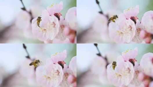 (选择性焦点)近距离观看蜜蜂收集花蜜从樱花的一些雌蕊在开花季节，日本京都高清在线视频素材下载