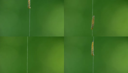 果园貂蛾的毛虫，沿着丝线往上爬高清在线视频素材下载