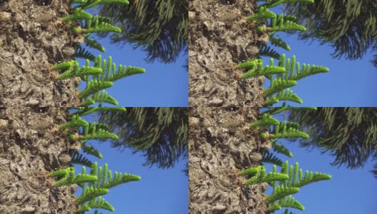 热带南洋杉树对着蓝天。近距离观察在塞浦路斯拉纳卡的绿色南洋杉枝高清在线视频素材下载