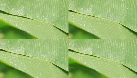 在雨季，雨落在绿色的香蕉叶上高清在线视频素材下载