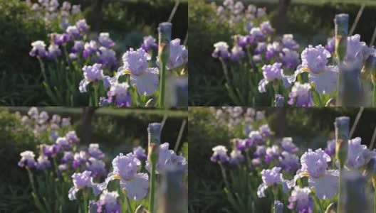 紫色，鸢尾花在花园的特写高清在线视频素材下载