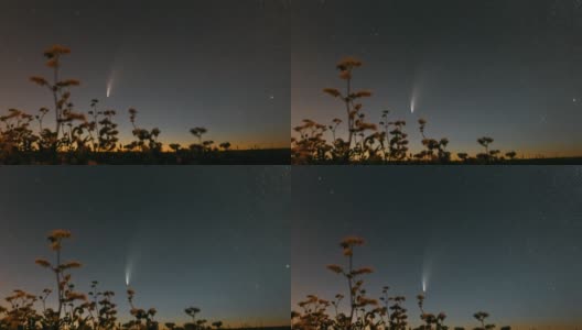 彗星Neowise C 2020 F3在开花荞麦上方的星空。夜星全高清延时超延时超延时，运动高清在线视频素材下载