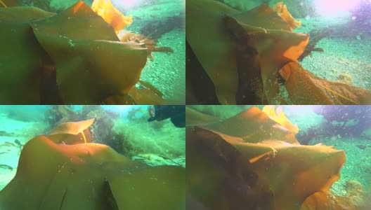 喀拉海海底的骷髅海山羊。高清在线视频素材下载
