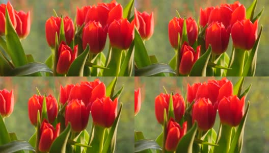一个阳光明媚的日子，窗台上挂着一束美丽的红色春天郁金香高清在线视频素材下载