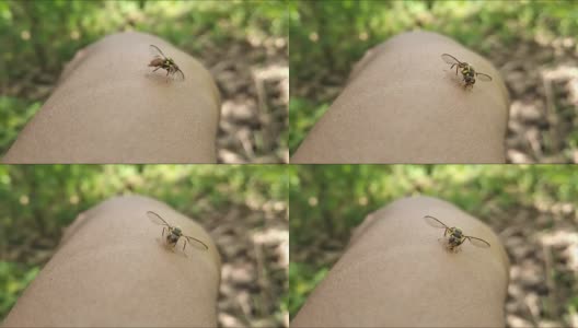 在手的皮肤上爬行的小甲虫高清在线视频素材下载