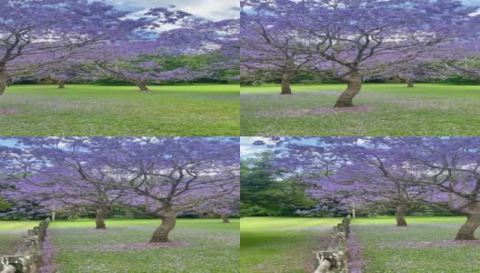 视频中的紫色蓝花楹在围场与绿色的草，木材栅栏和紫色的花瓣在绿色的草。澳大利亚昆士兰黄金海岸高清在线视频素材下载