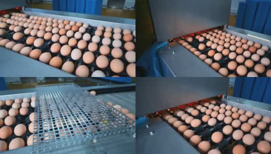 养鸡场的鸡蛋生产线正在运转。在工厂的输送机上分拣鸡蛋。家禽加工厂内的鸡蛋生产。特写镜头。高清在线视频素材下载