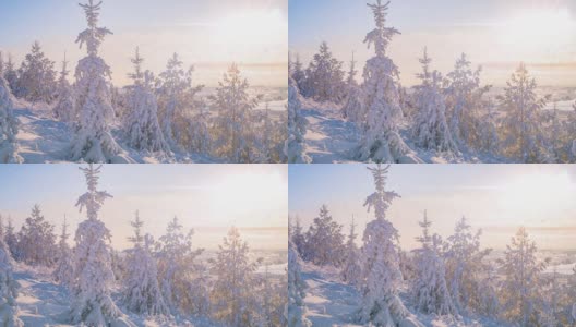 日出时美丽的冬季风景。雪中的云杉树枝。小雪。从山顶望去高清在线视频素材下载